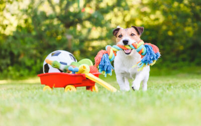 Dog Enrichment in Portland, Oregon: Ideas to Keep Your Dog Happy & Healthy