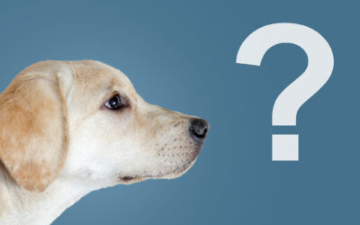 Dog Daycare in Portland: What to Ask Before You Book