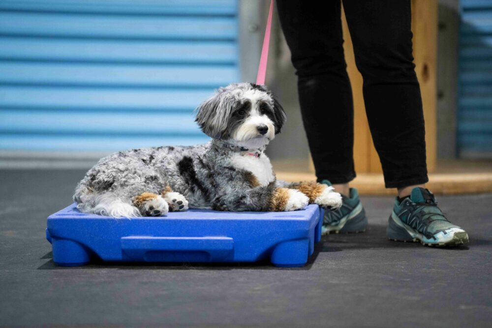 Leashed dog laying on training equipment for Dog Training at Rose City Dogs