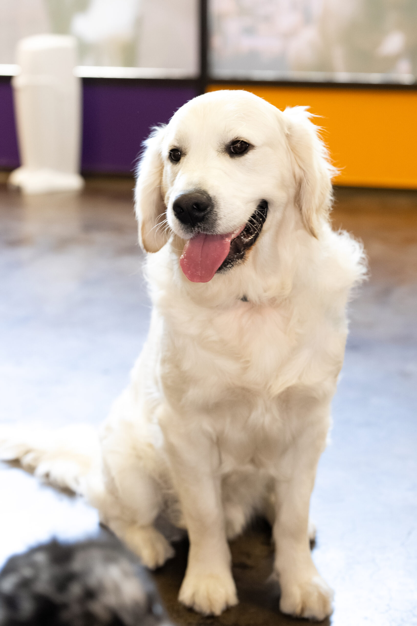 Happy white lab sitting with tongue out at Rose City Dogs near Beaverton, OR