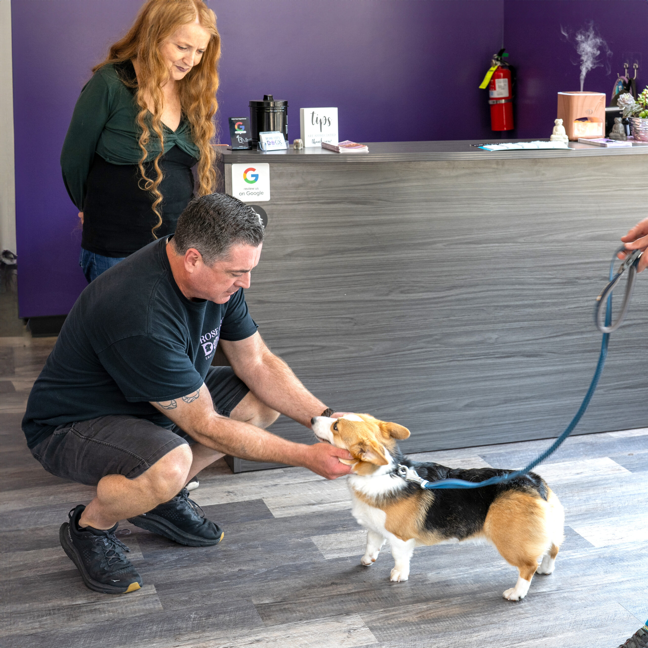 Rose City Dogs staff petting corgi in lobby at Rose City Dogs near Beaverton, OR
