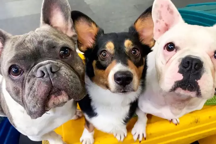 Three small dogs standing on play equipment at Rose City Dogs near Beaverton, OR
