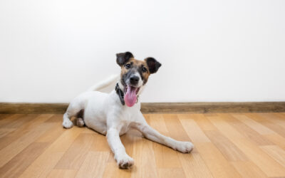 6 Signs Your Dog Would Love Daycare (And How to Get Them Started in Portland)