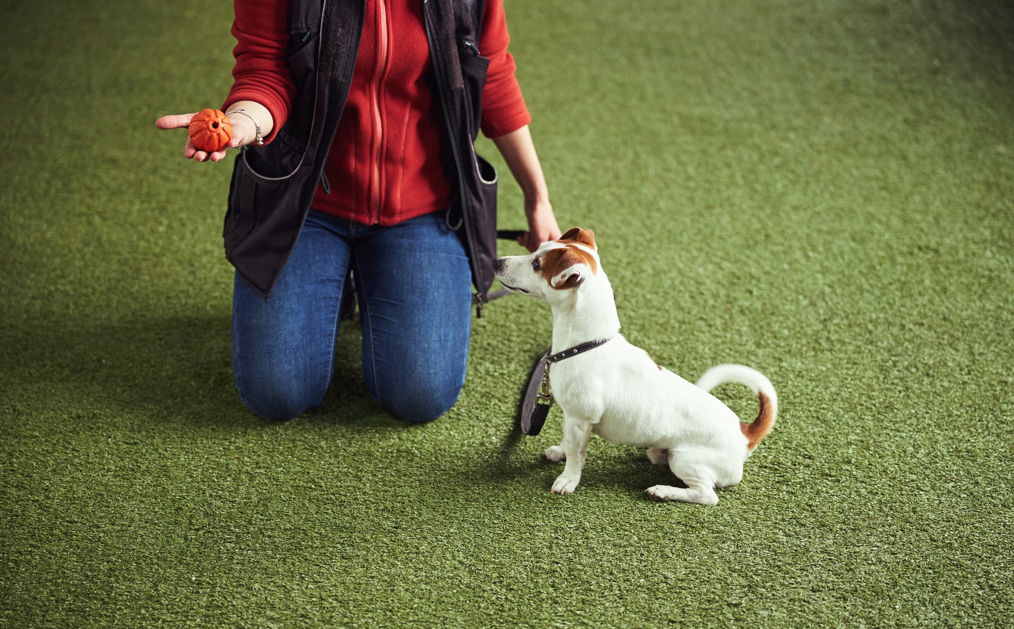 Jack Russell sitting for trainer holding orange ball