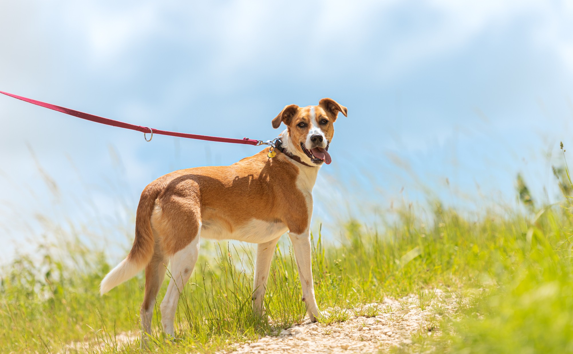 Brown dog on hike in hillside