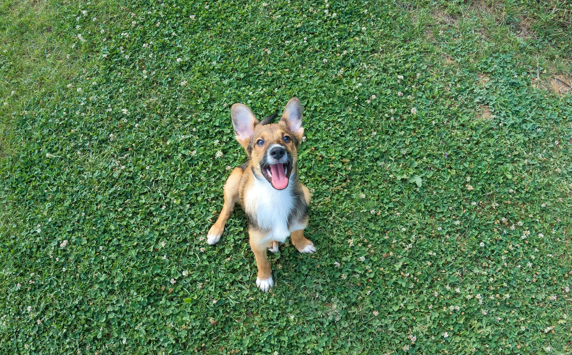 Small dog with big ears smiling in grass
