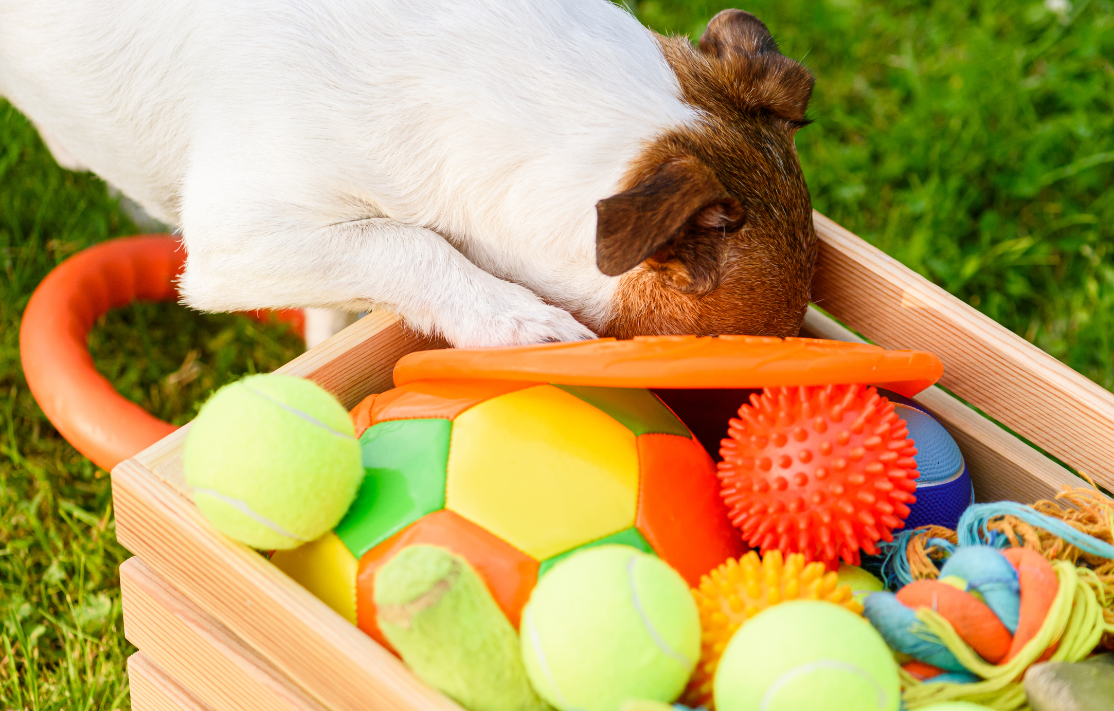 Dog looking for his favorite toy in box full of balls and pet toys