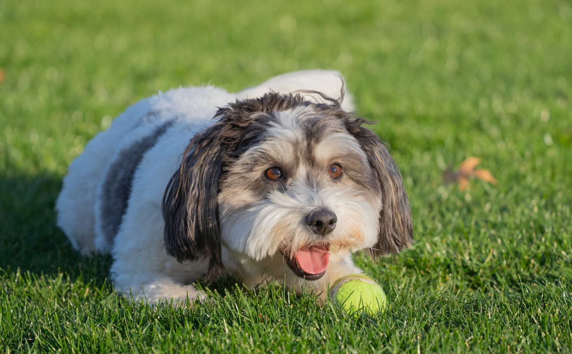 Fluffy black and white dog with tennis ball in grass