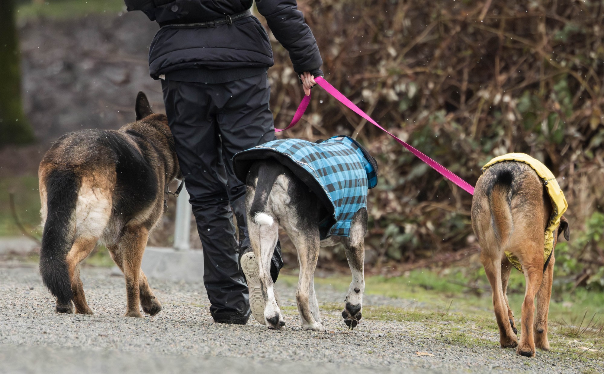 Group of dogs on walk with winter coats