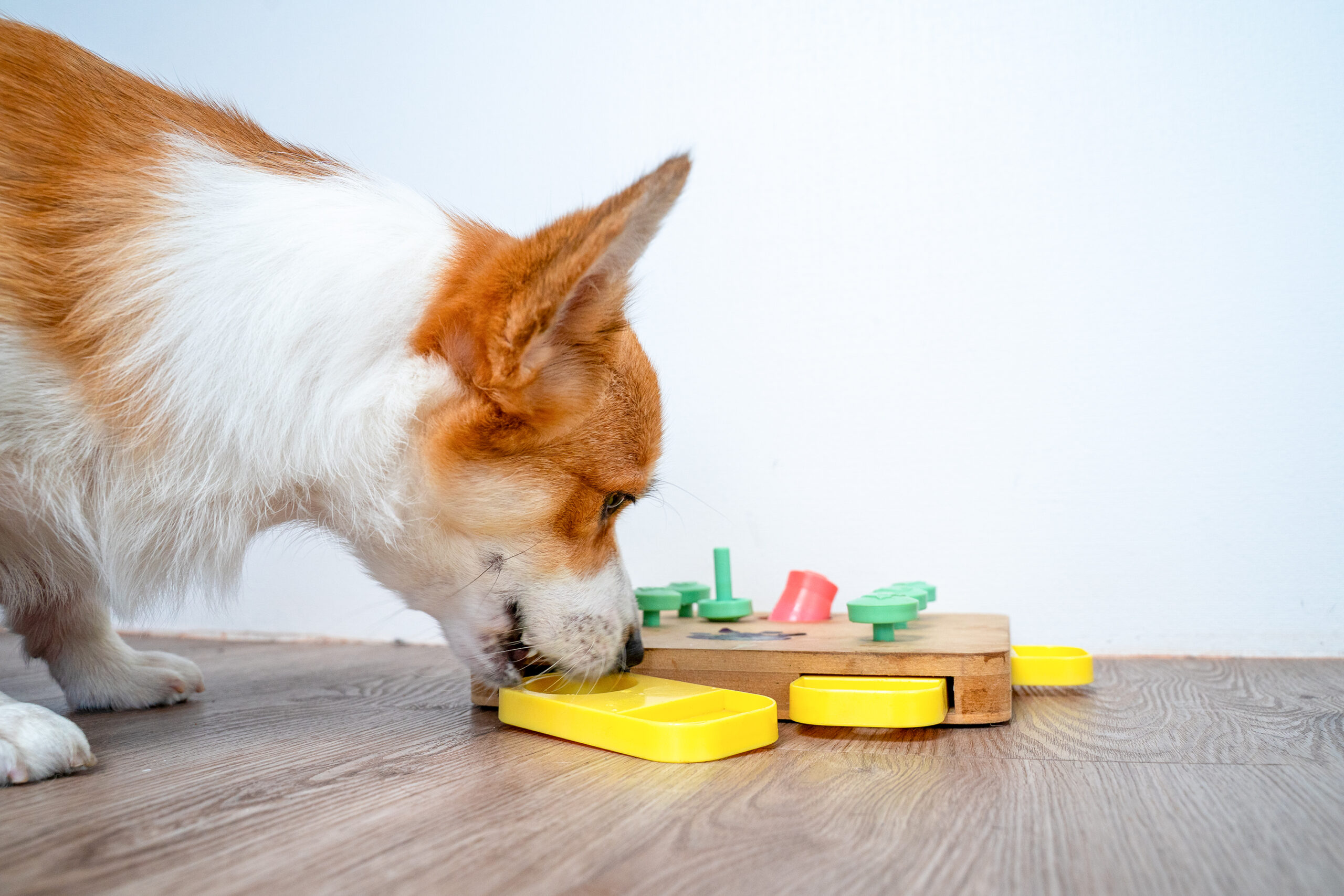 Corgi sniffing a wooden dog puzzle toy with colorful sliding pieces on a laminate floor, indoor training game for mental enrichment and problem solving