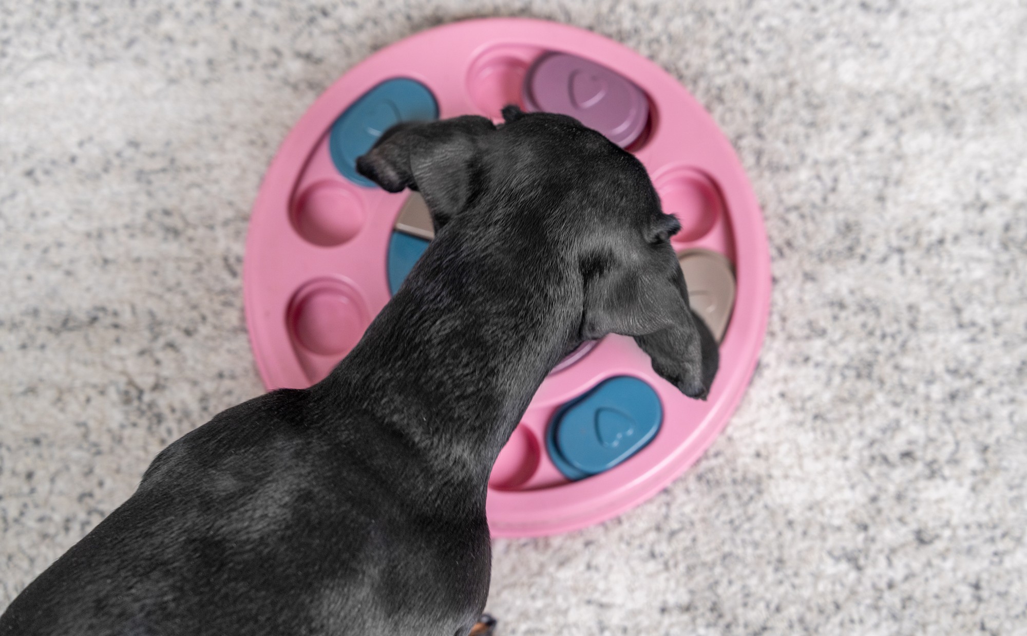 Dachshund using treat puzzle board