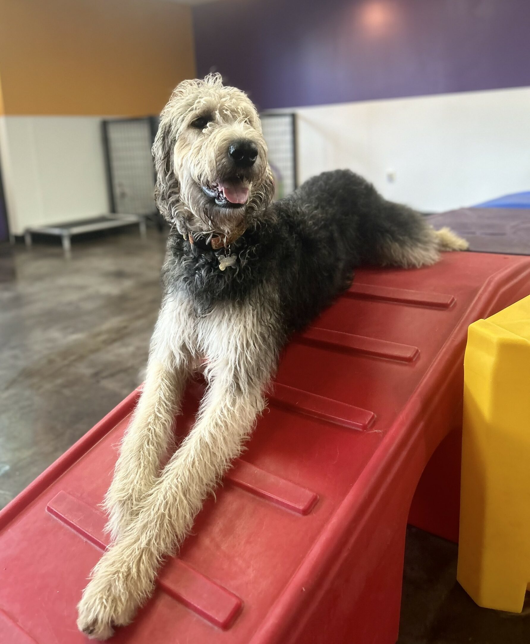 Fluffy dog laying on play equipment at Rose City Dogs for Dog Daycare in Alameda, Portland