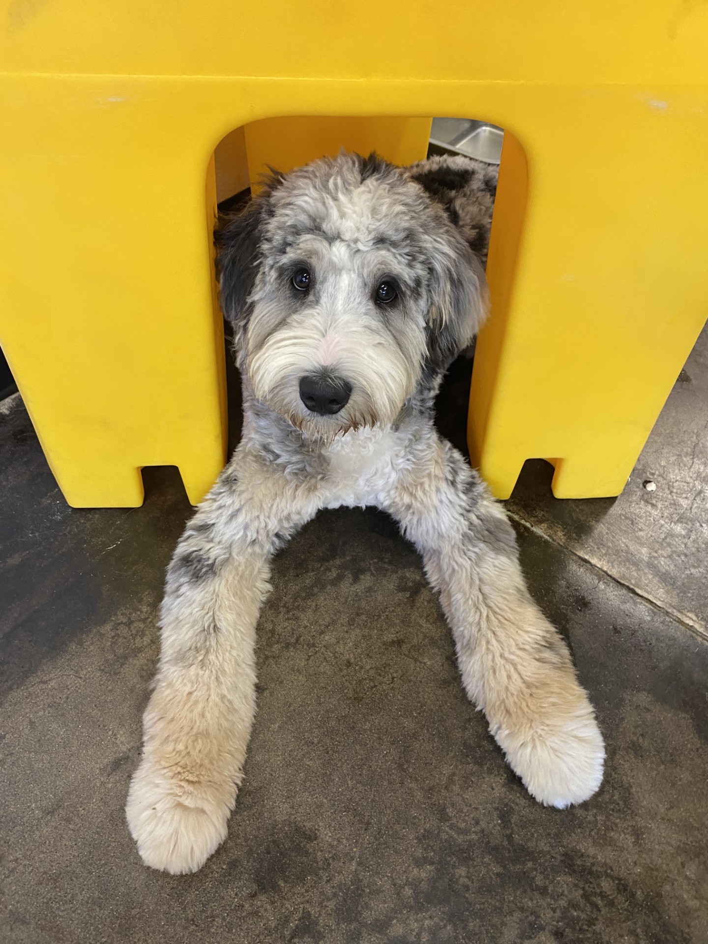 Fluffy puppy laying under play equipment at Rose City Dogs for Dog Daycare in Alameda, Portland