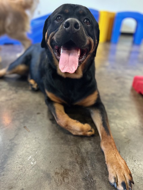 Happy Rotweiller smiling and laying on floor at Rose City Dogs for Dog Daycare in Alameda, Portland