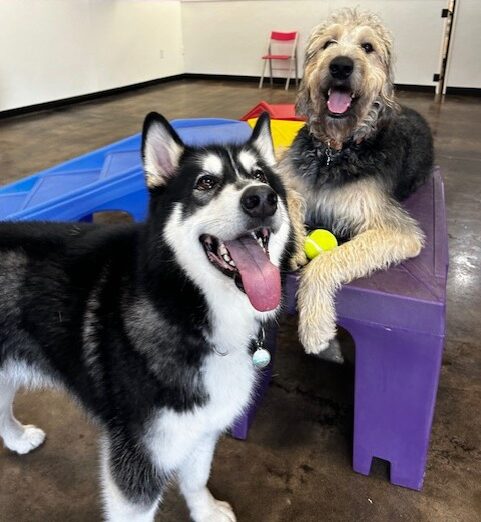 Two dogs smiling and playing on play equipment at Rose City Dogs for Dog Daycare near Alameda, Portland