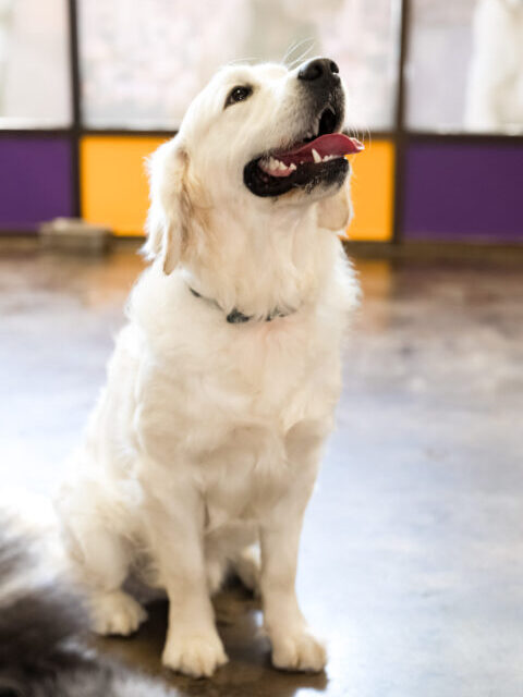 Yellow lab sitting and smiling at Rose City Dogs for Dog Daycare in Alameda, Portland